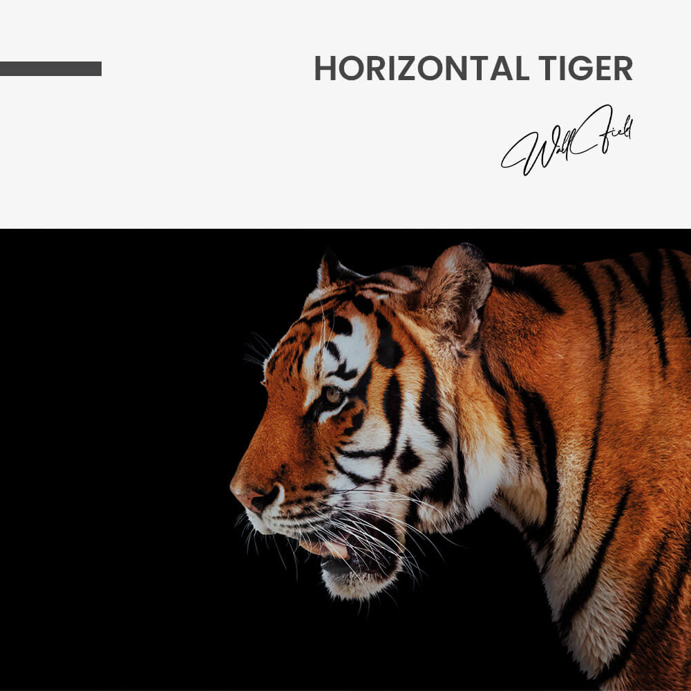 Horizontal Tiger – Glass