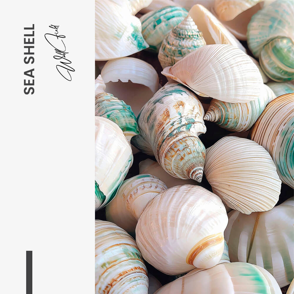 "Sea Shell"