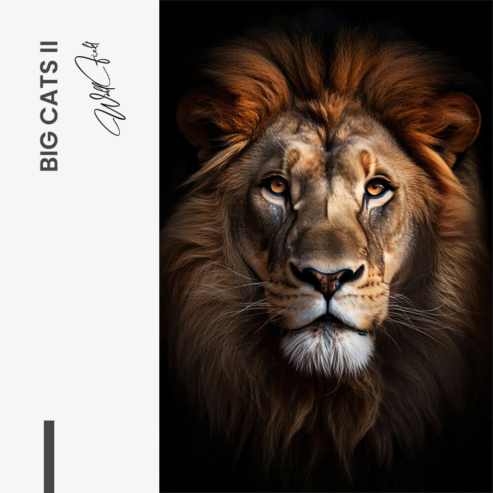 Bundel: “Big Cats” (3x)