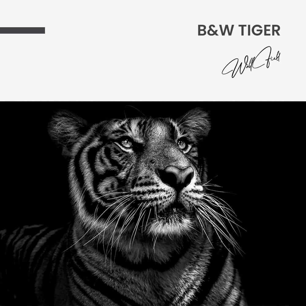 B&W Tiger – Glass