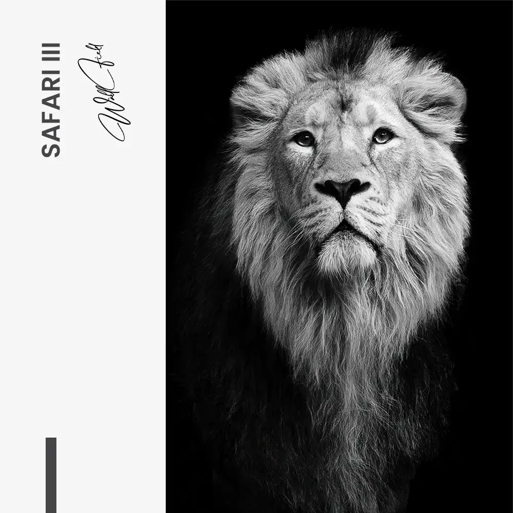 Bundle: "Safari" (3x)