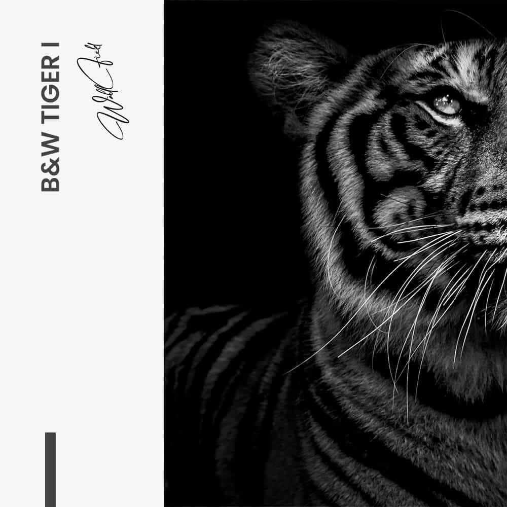 Bundle: "B&W Tiger" (2x)