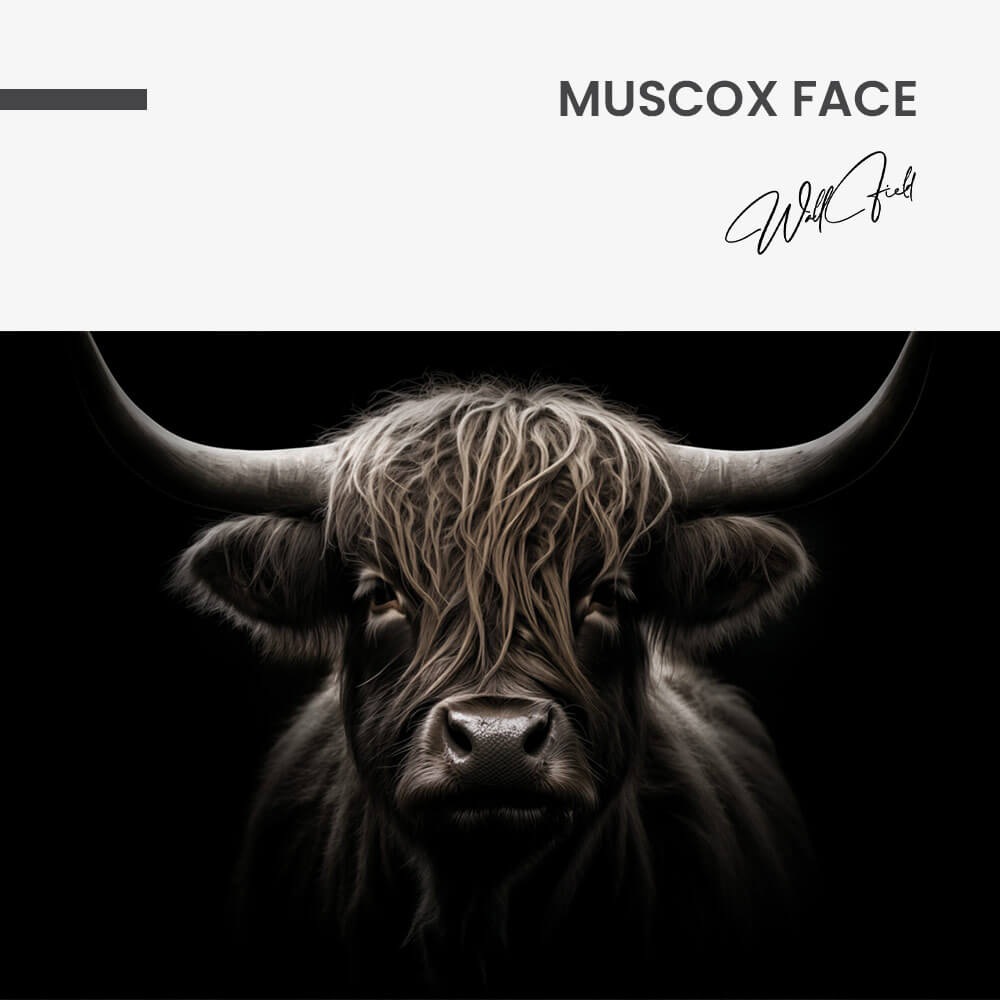 Muscox Face – Vidrio