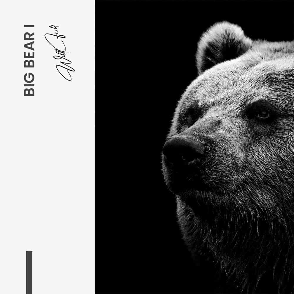 Bundle: "Big Bear" (2x) – Vidrio