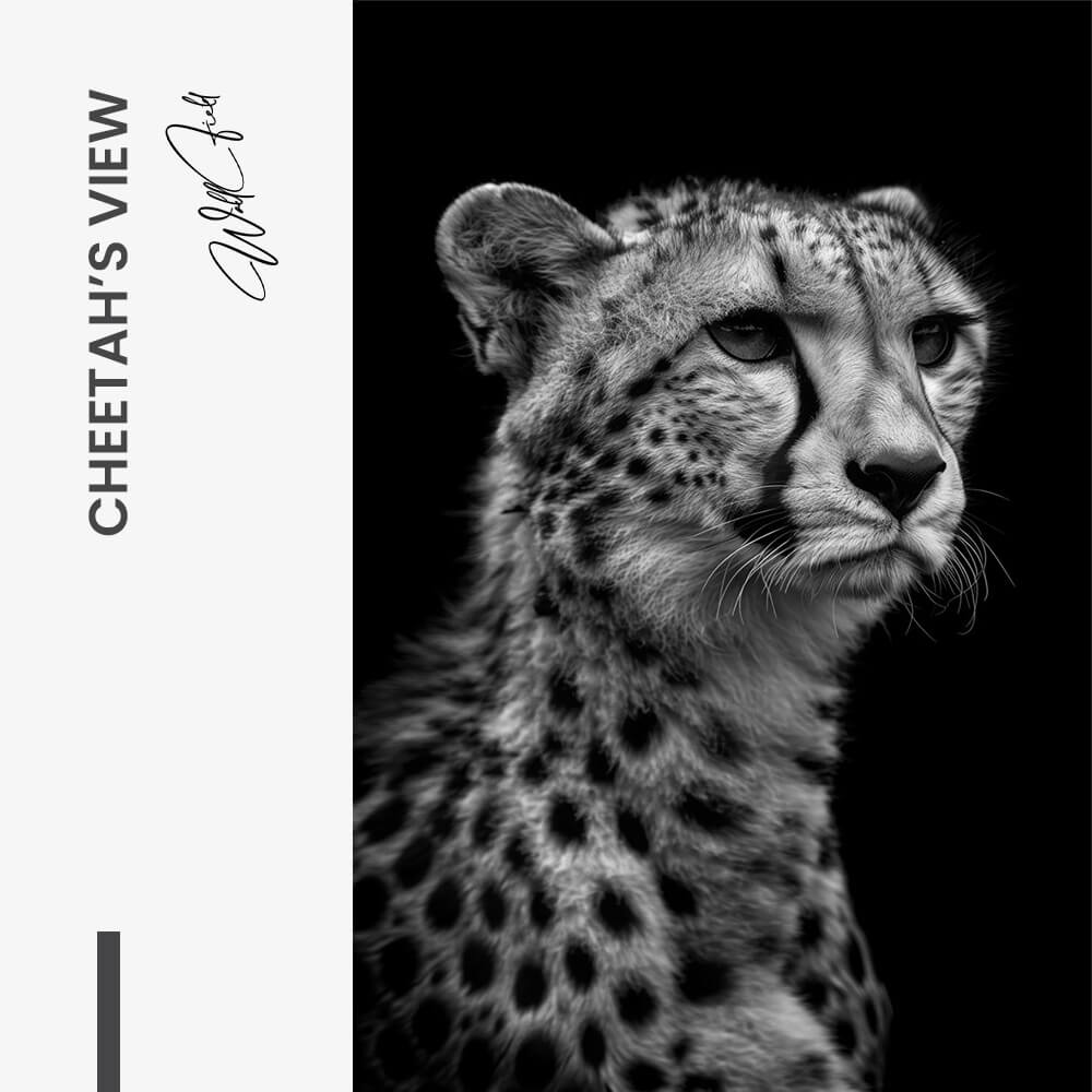 Cheetah's View – Vidrio