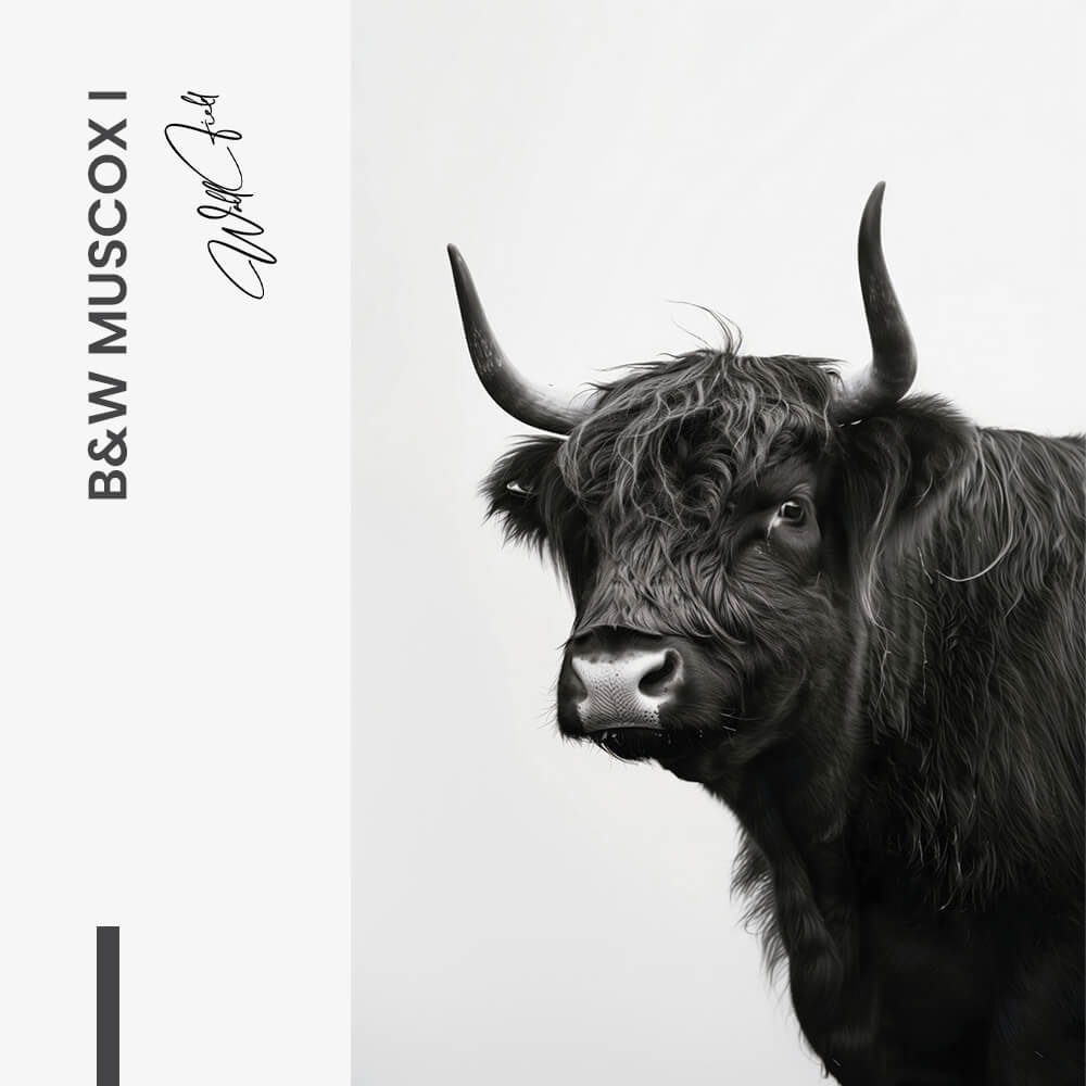 B&W Muscox II – Glass