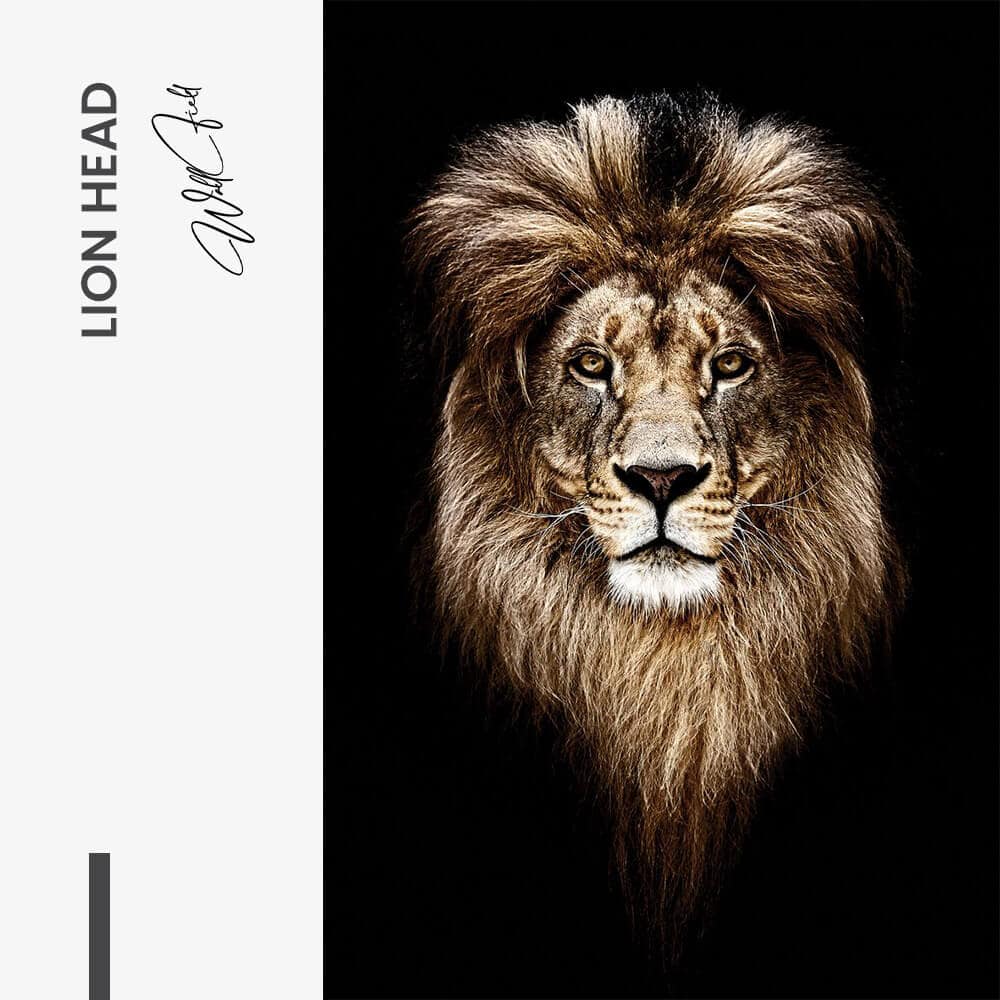 Lion Head – Vidrio