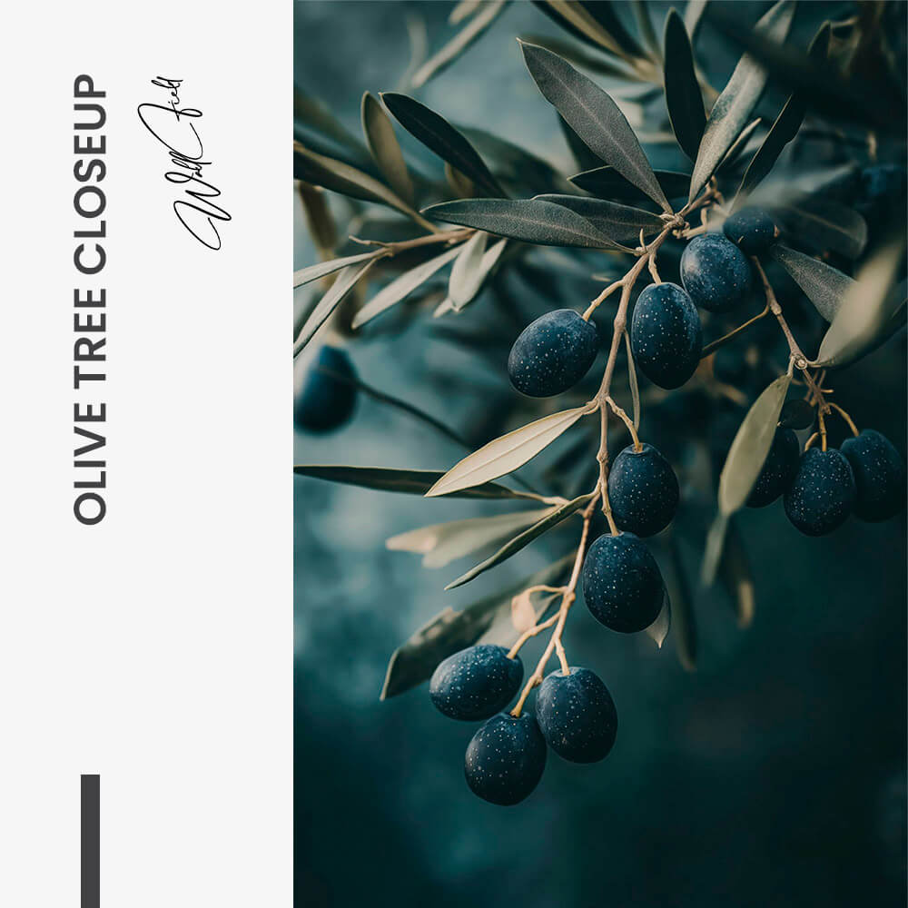 Olive Tree Closeup – Vidrio