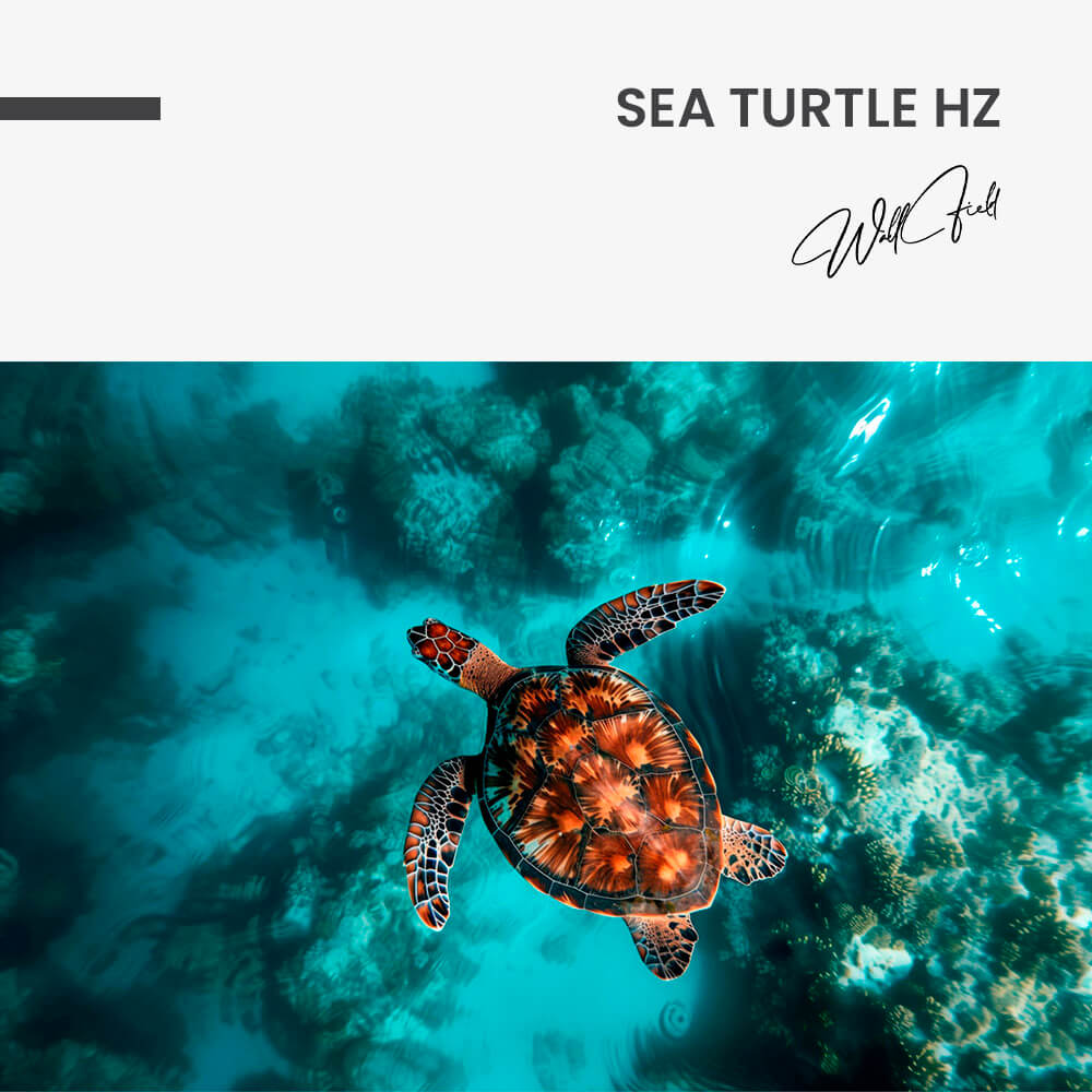 Sea Turtle HZ – Vidrio