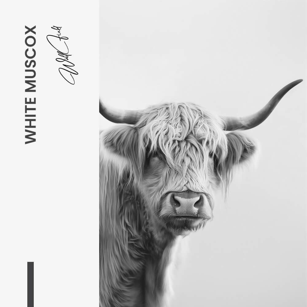 White Muscox – Vidrio