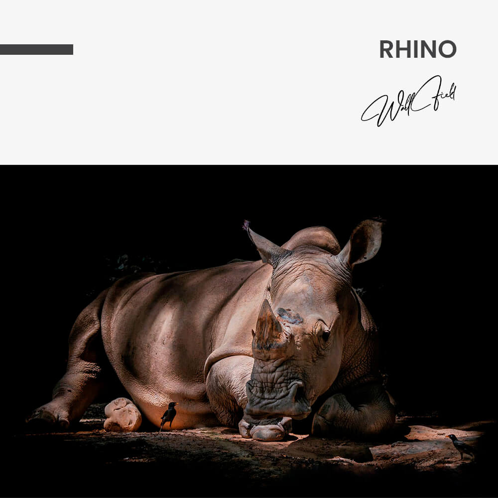 Rhino – Vidrio