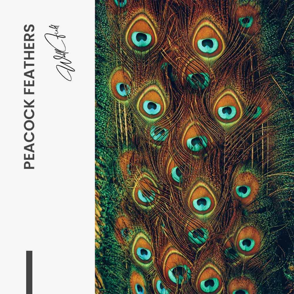Peacock Feathers – Vidrio