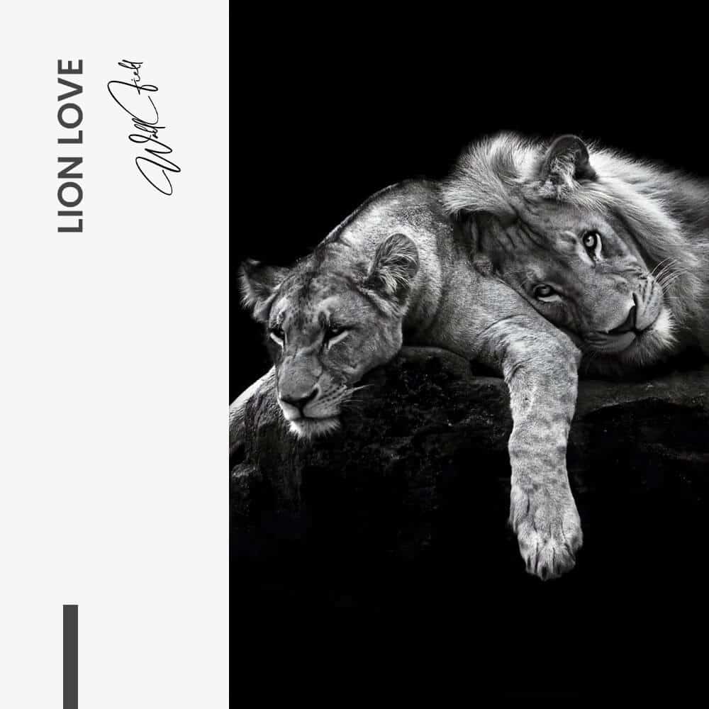 Lion Love – Vidrio