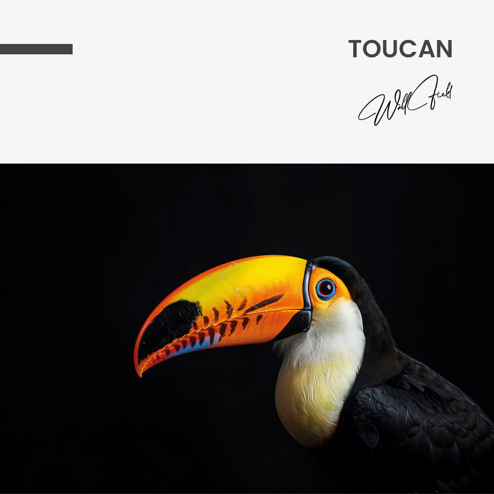 Toucan – Vidrio