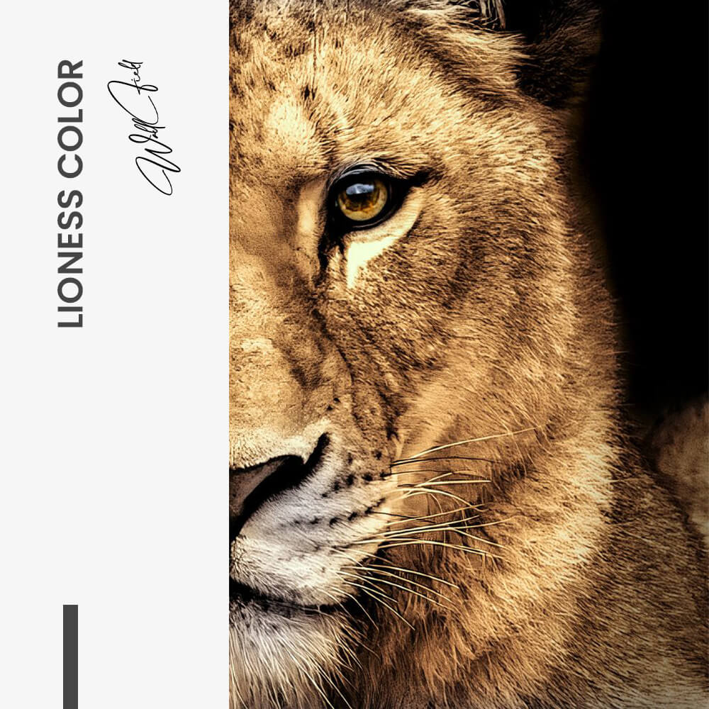 Bundle: "Lion & Lioness Color" (2x)