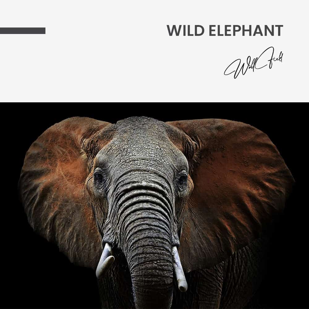 Wild Elephant – Vidrio