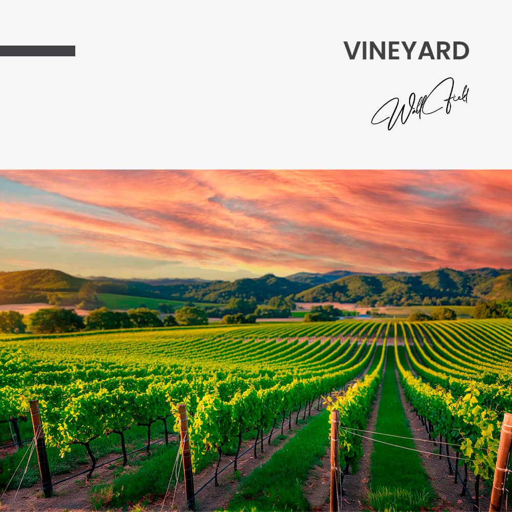 Vineyard – Vidrio