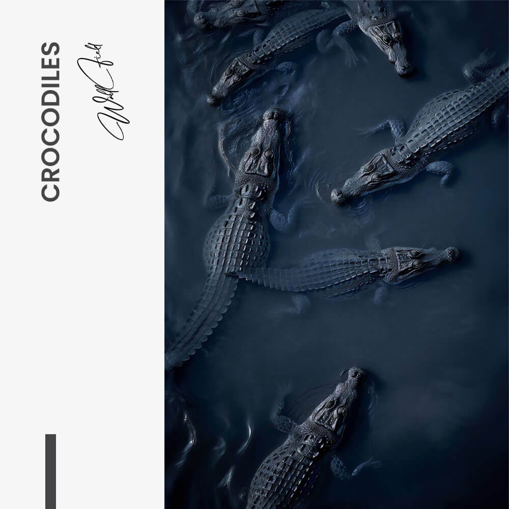 Crocodiles – Vidrio