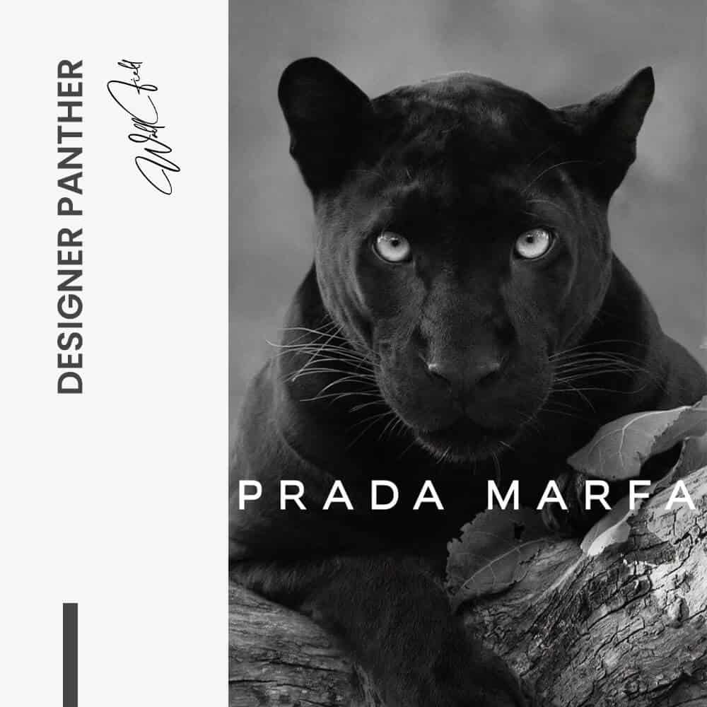 Designer Panther - Glass