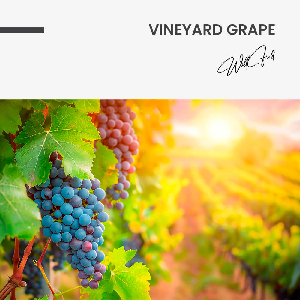 Vineyard Grape – Vidrio