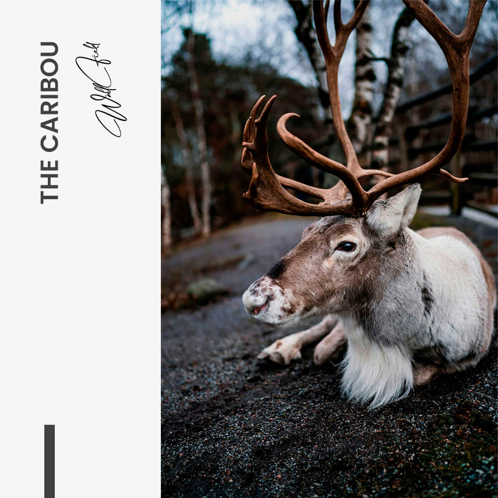 The Caribou – Vidrio