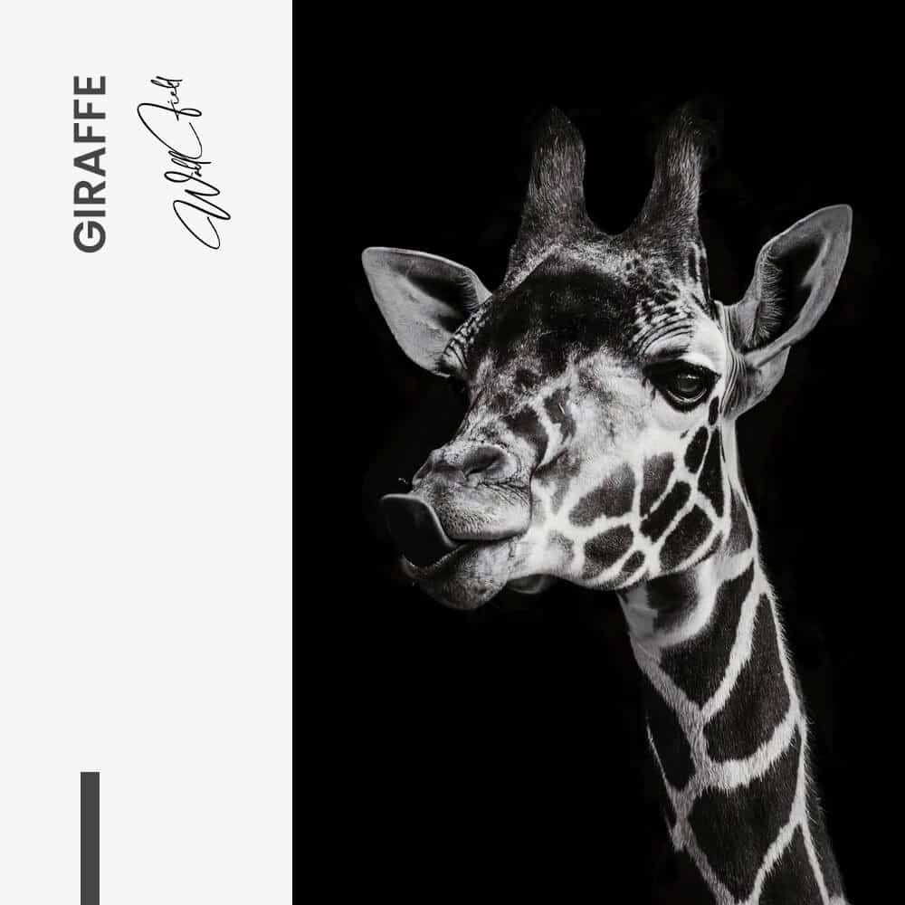 Giraffe - Vidrio