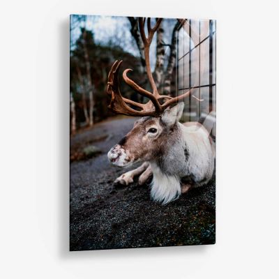 The Caribou – Vidrio