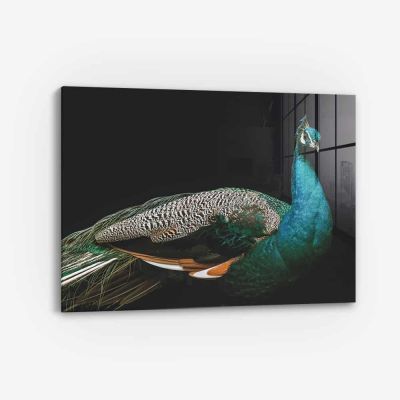 Peacock – Vidrio